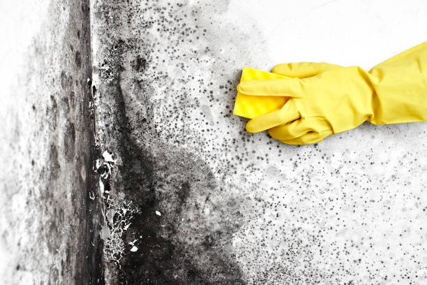 Best Residential Mold Removal  in Tellico Plains, TN