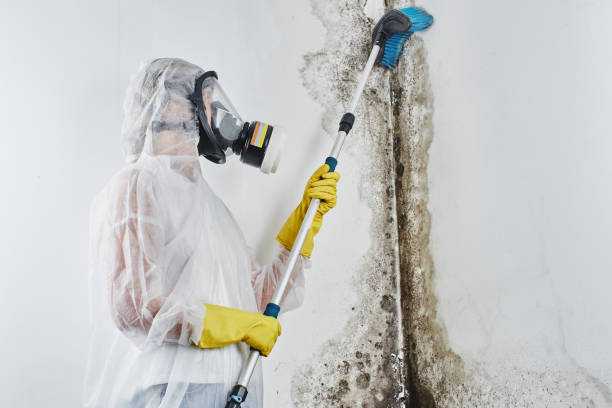 Best Same-Day Mold Removal  in Tellico Plains, TN