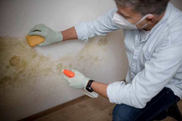 Best Mold Removal Company Near Me  in Tellico Plains, TN