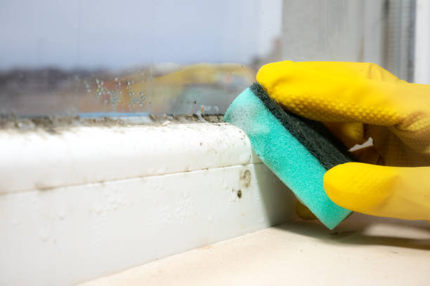 Best Office Mold Removal Services  in Tellico Plains, TN