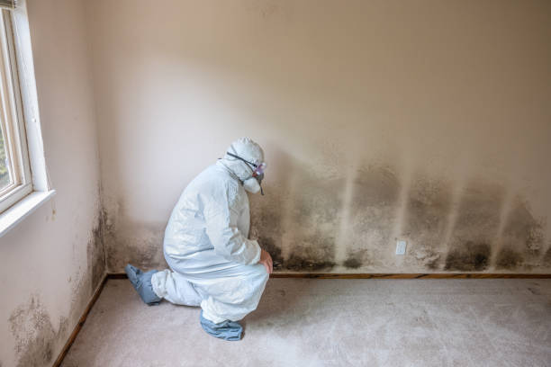 Best Residential Mold Removal  in Tellico Plains, TN