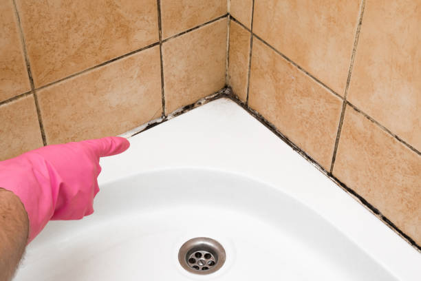 Best Home Mold Removal  in Tellico Plains, TN